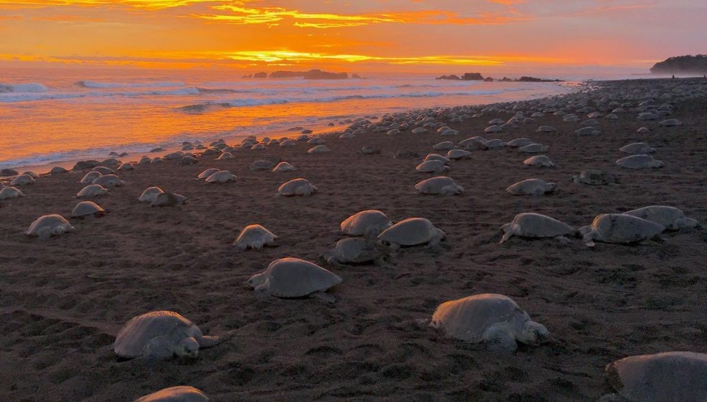 Playa Punta Islita